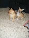 Dogs AKC CHIHUAHUA PUPPIES FOR SALE